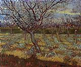 Vincent van Gogh Apricot Trees in Bloom painting